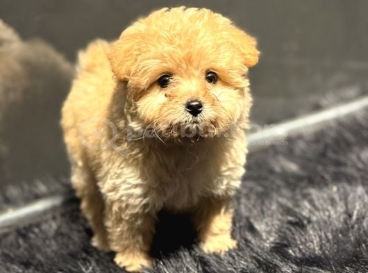 Teacup Maltipoo Yavrumuz