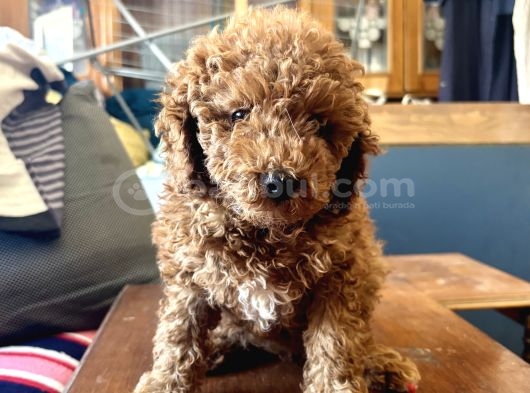 0 Numara Dişi Toy Poodle Kızımız