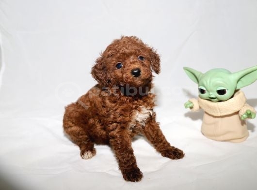 Mini Boy Toy Poodle Yavrumuz