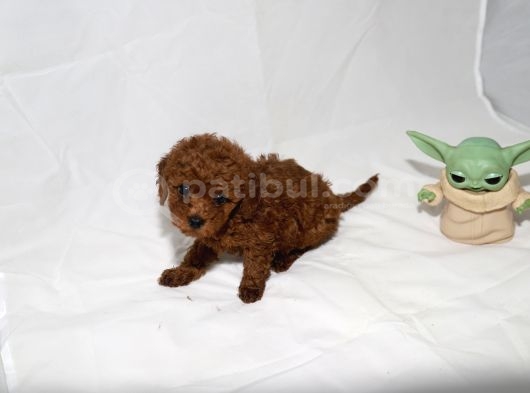 Mini Boy Toy Poodle Prensesimiz