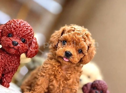 Toypoodle Bebek Surat Yavrularımız Sizlerle