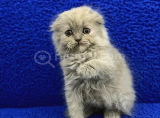 İstanbul İçi  Adrese Teslim Lilak Scottish Fold Ponk