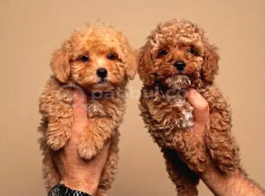 Toy Poodle Sevimli Yavrular Ev Üretimi