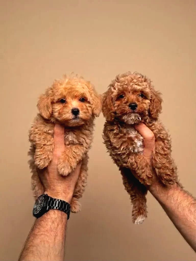 Toy Poodle Sevİmlİ Yavrular Ev Üretİmİ