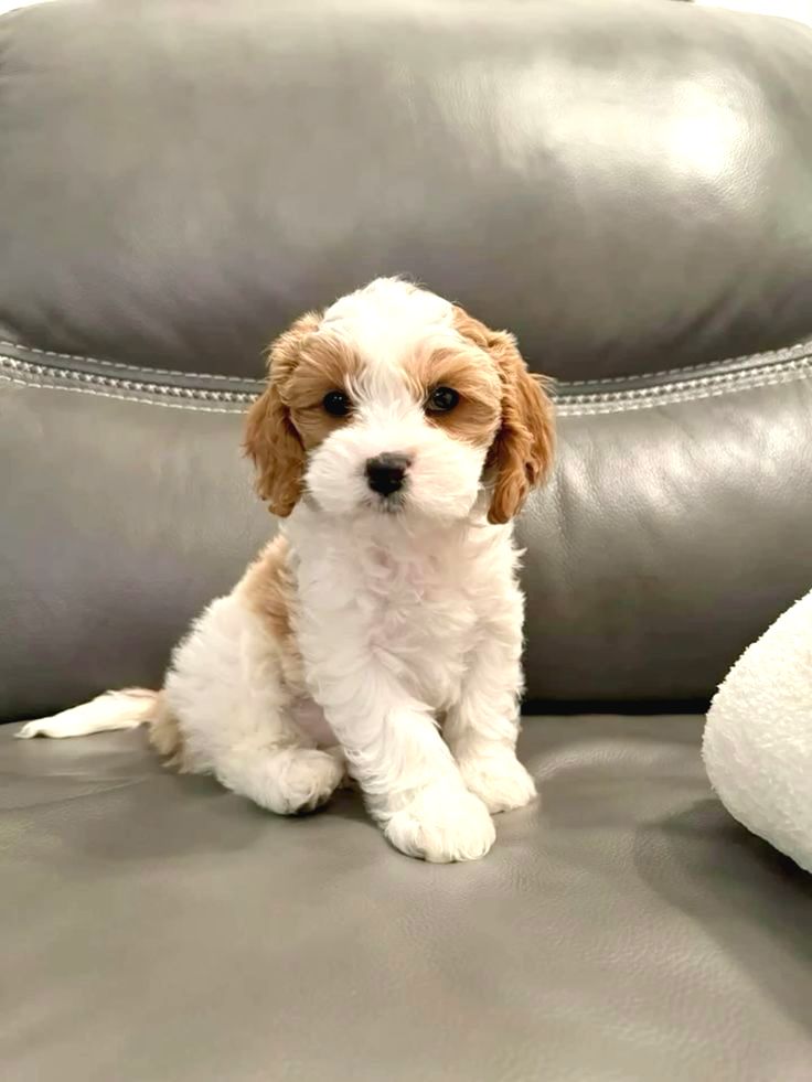 Kahve Tonlu Maltİpoo Cİnsİ Yavrular