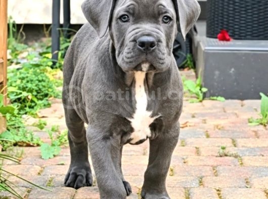 Cane Corso En Kalitelisi Dev Irkının En İyisi