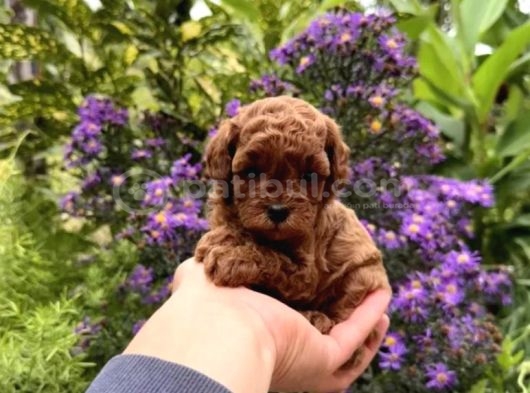 Toy Poodle Irkının En Güzeli Mükemmel Yavrular