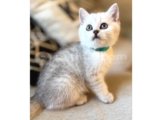 Neşe Kaynağı British Shorthair Safkan Yavrular