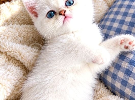 Yine Her Zaman Ki Gibi Full Kalite Bebişler
