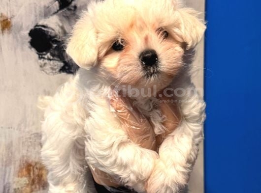 Teacup Maltese Terrier Yavruları