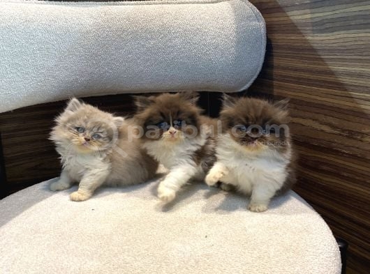 Bicolour Long Fawn Ve Çikolata Show Bebekler