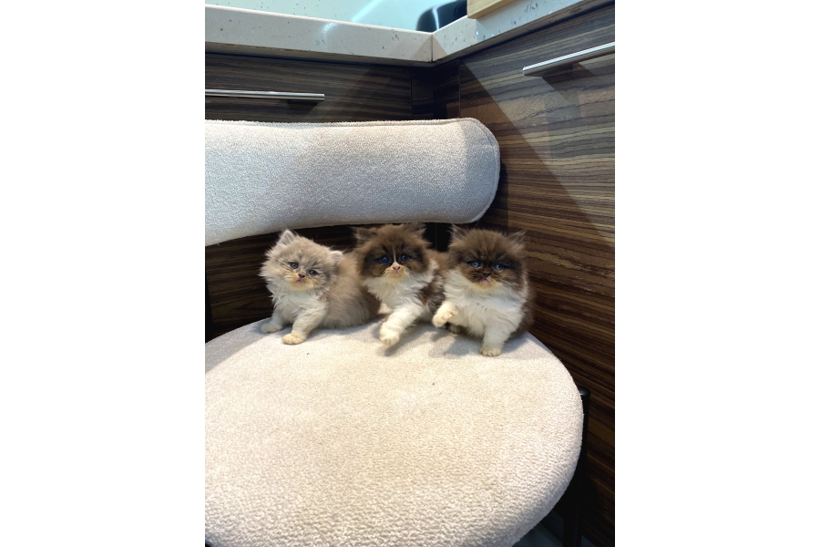 Bicolour Long Fawn Ve çikolata Show Bebekler