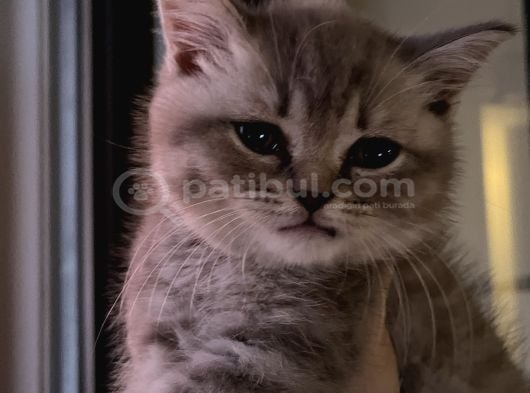 Yavru British Shorthair Özel Renk