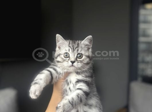 Brıtısh Shorthair Sılver Yavrularımız