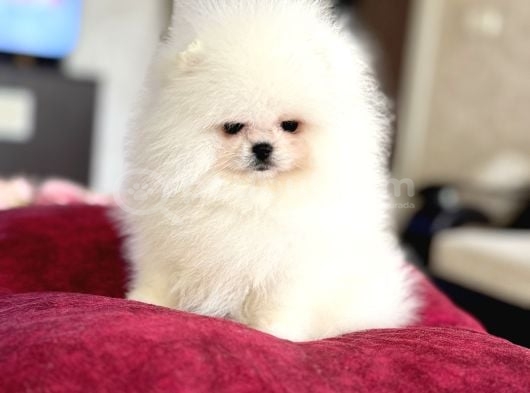 KRALİÇE GİBİ POMERANİAN BOO DİŞİ