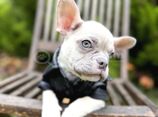 Platinium French Bulldog Yavru