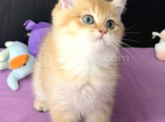 Safkan British Top Kafalı Peluş Oyuncak Gibi Bir Bebek