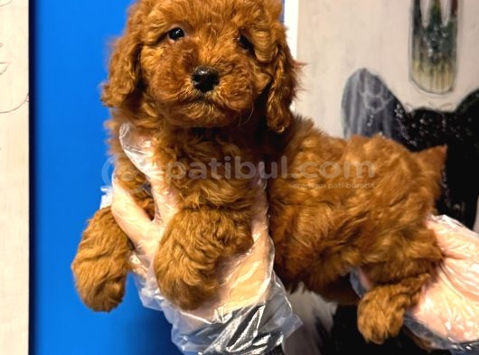 Red Brown Toy Poodle Yavruları