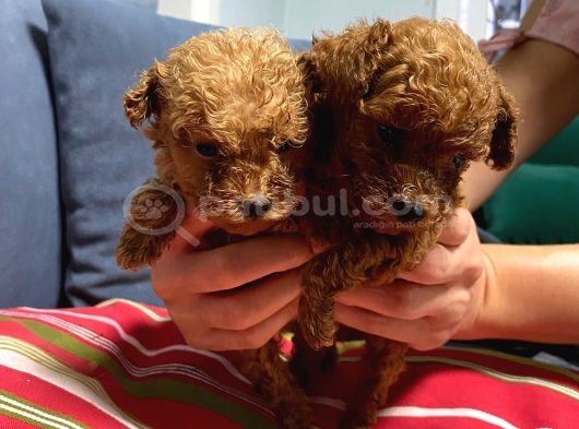 Minnacık Toy Poodle Bebeklerim
