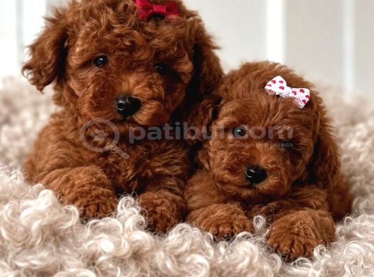Güzellik Abidesi Erkek Dişi Poodle Bebekler