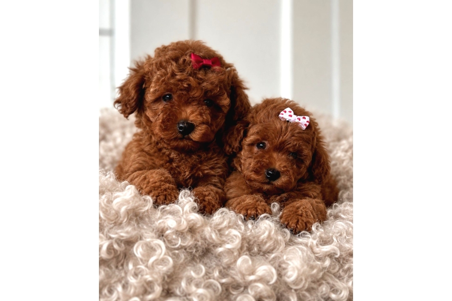 GÜzellİk Abİdesİ Erkek DİŞİ Poodle Bebekler