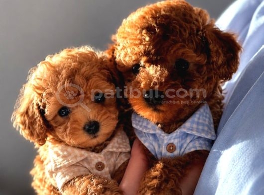 Seçkin Poodle Yavrular Ziyarete Açık