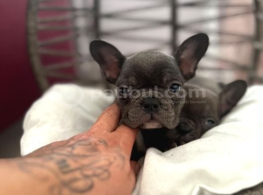 Kaliteli Blue French Bulldog Bebekler