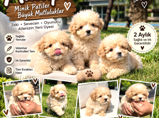 En Sevimli Maltipoo Bebekleri