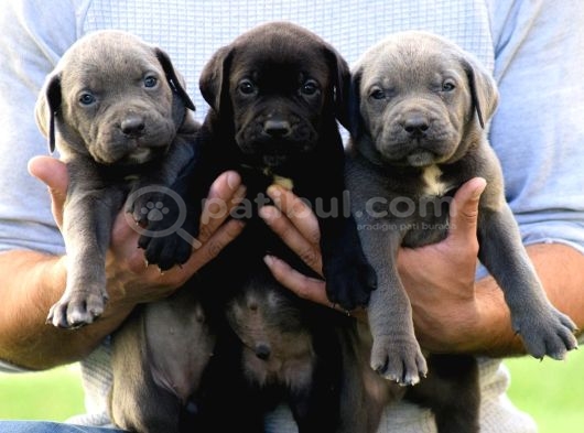 Irkının En Kalitesi Dev Gibi Cane Corso Yavrular