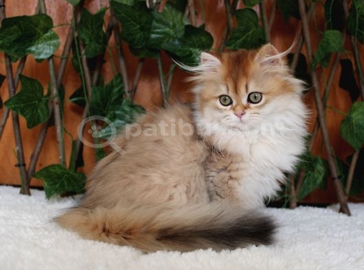 British Longhair Golden Asil Kızımız