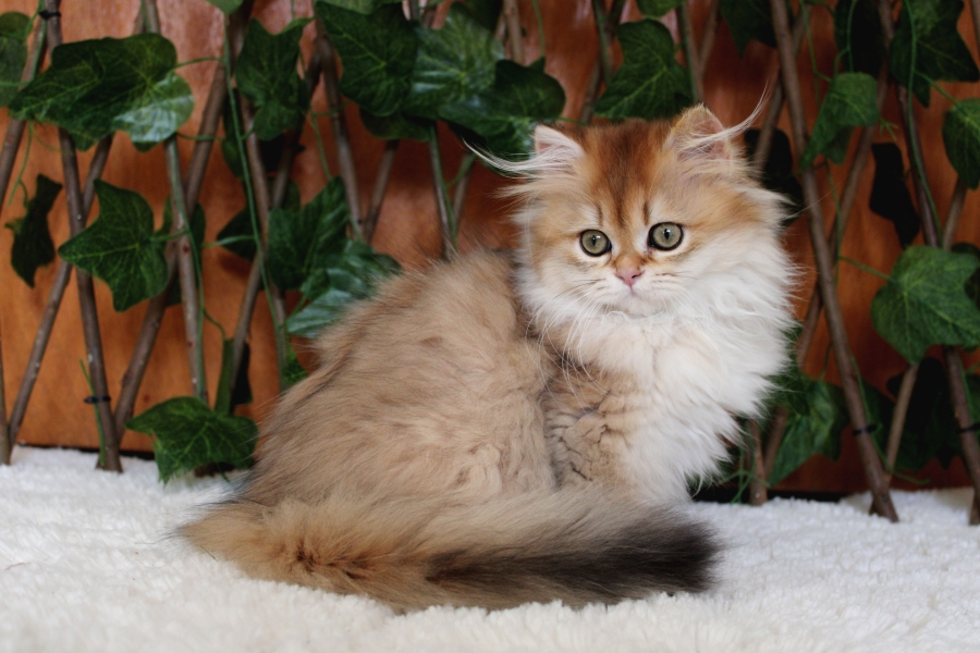 British Longhair Golden Asil Kızımız