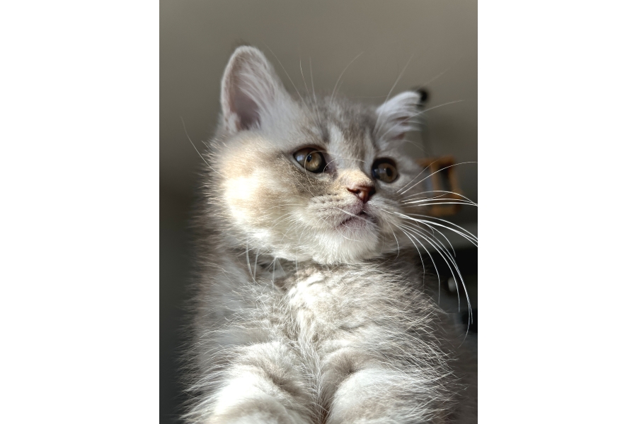 Yavru British Shorthair Tabby