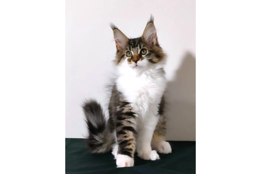 Batının En Iri Erkeği 2450 Gr Safkan Secereli Mainecoon