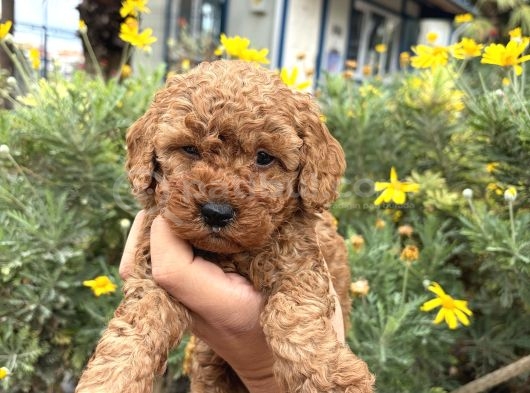 Irk Ve Sağlık Garantili Toy Poodle Bebekleirmiz