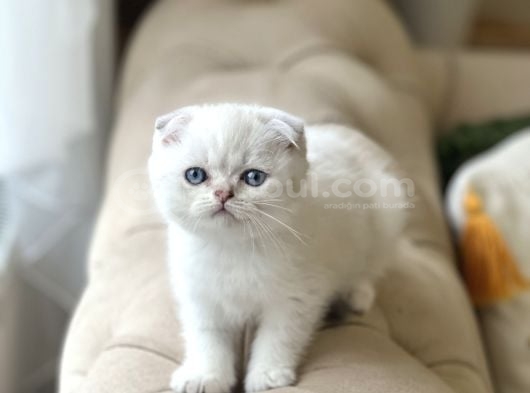 Ayı Surat Mavi Göz Scottish Fold Yavrum