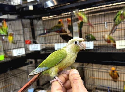 Bebek konur papa