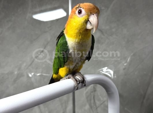 Ek15 Belgeli Evraklı Caique Papağanı