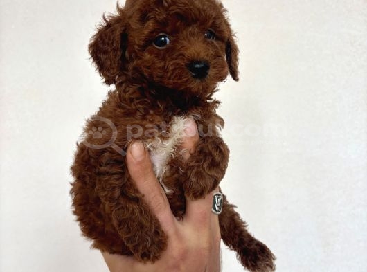 Teacup Toy Poodle Yavrumuz