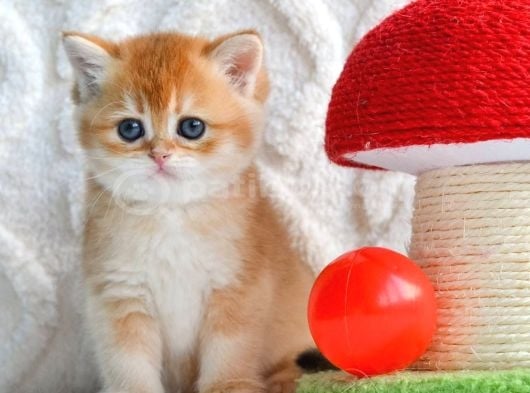 Ny12 Golden British Shorthair