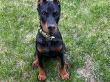 DOBERMAN YAVRULAR