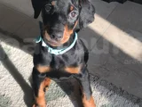 Doberman Yavrular