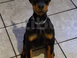Doberman Yavrular