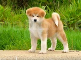 JAPON AKİTA