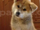Japon Aki̇ta