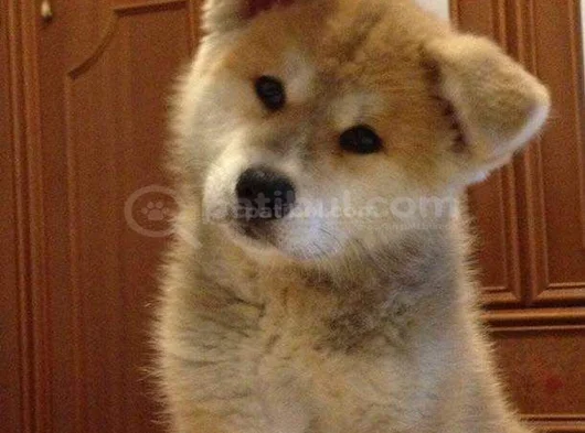 Japon Aki̇ta görsel