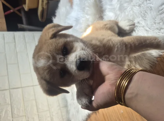 Japon Aki̇ta görsel