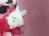 Ev Ortamında   Safkan Bebekler