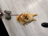 Leoya yeni yuva