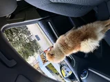 Leoya Yeni Yuva