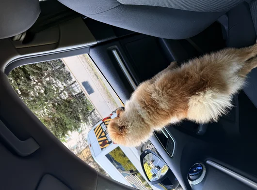 Leoya Yeni Yuva görsel